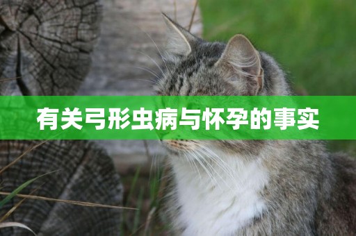 有關弓形蟲病與懷孕的事實