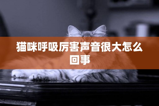 貓咪呼吸厲害聲音很大怎么回事