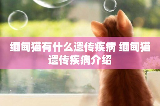 緬甸貓有什么遺傳疾病 緬甸貓遺傳疾病介紹