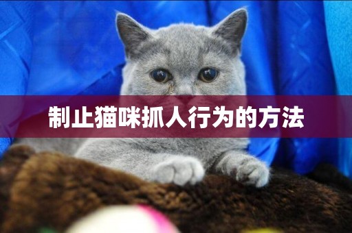 制止貓咪抓人行為的方法