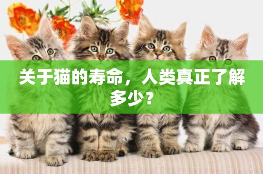 關于貓的壽命，人類真正了解多少？