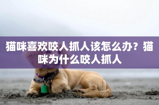 貓咪喜歡咬人抓人該怎么辦？貓咪為什么咬人抓人