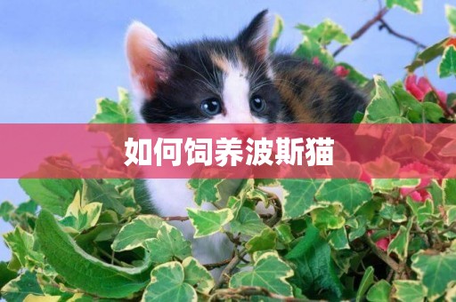 如何飼養波斯貓