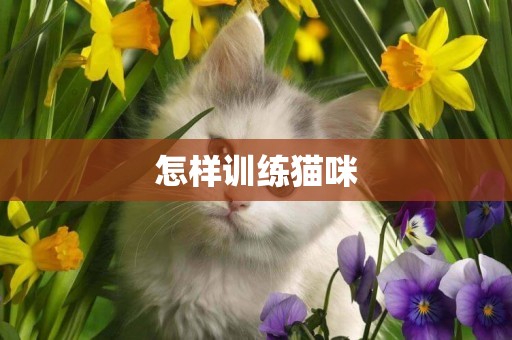 怎樣訓練貓咪