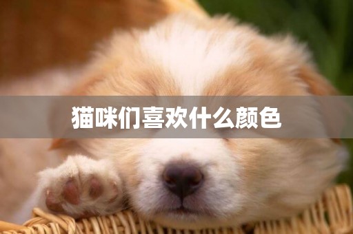 貓咪們喜歡什么顏色