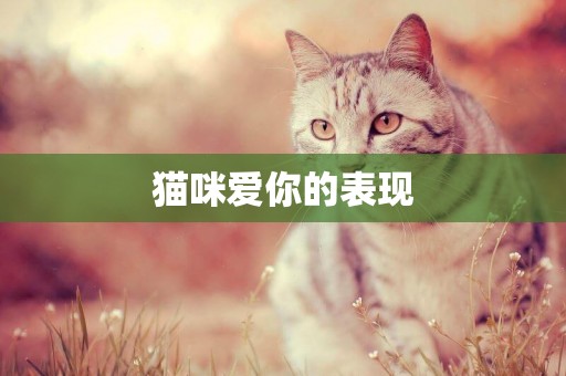貓咪愛你的表現