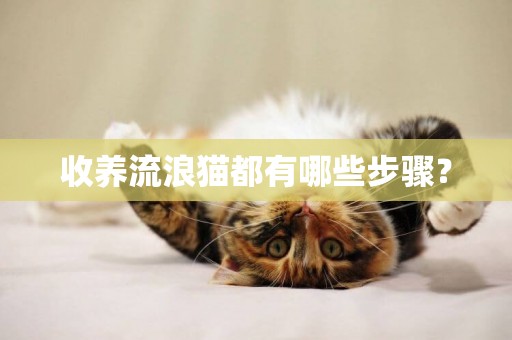 收養流浪貓都有哪些步驟？