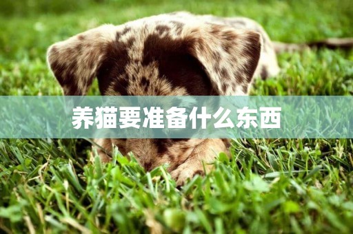 養貓要準備什么東西