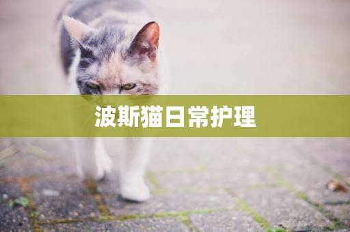 波斯貓日常護理
