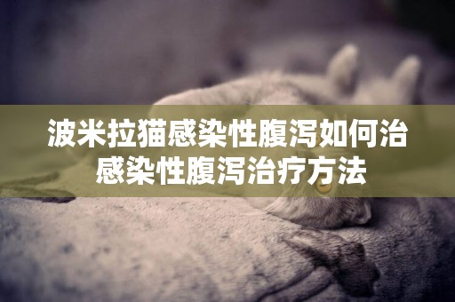波米拉貓感染性腹瀉如何治 感染性腹瀉治療方法