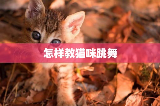 怎樣教貓咪跳舞