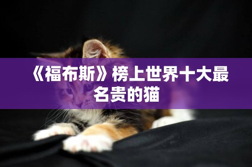 《福布斯》榜上世界十大最名貴的貓