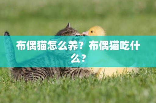 布偶貓怎么養？布偶貓吃什么？