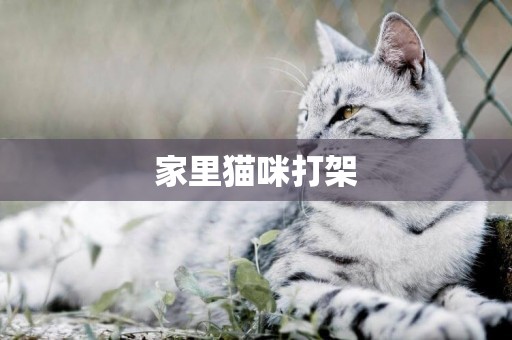 家里貓咪打架