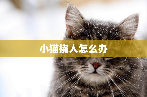 小貓撓人怎么辦
