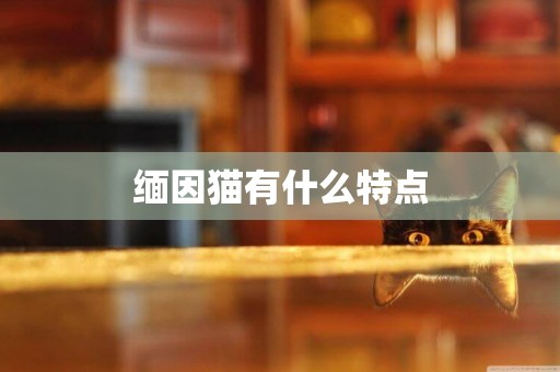 緬因貓有什么特點