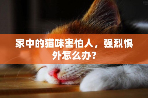 家中的貓咪害怕人，強烈懼外怎么辦？