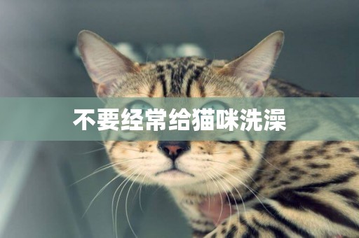 不要經常給貓咪洗澡