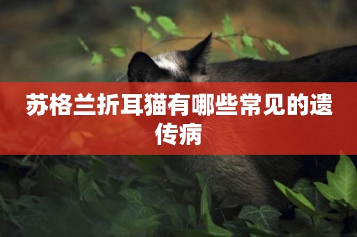 蘇格蘭折耳貓有哪些常見的遺傳病