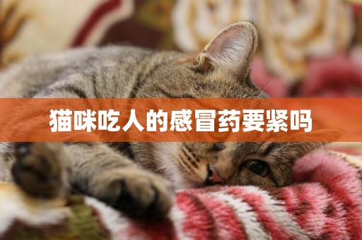 貓咪吃人的感冒藥要緊嗎