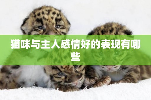 貓咪與主人感情好的表現有哪些
