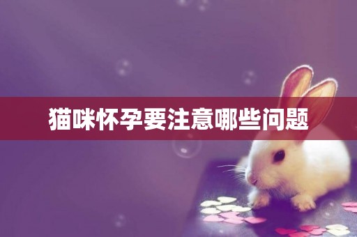 貓咪懷孕要注意哪些問題
