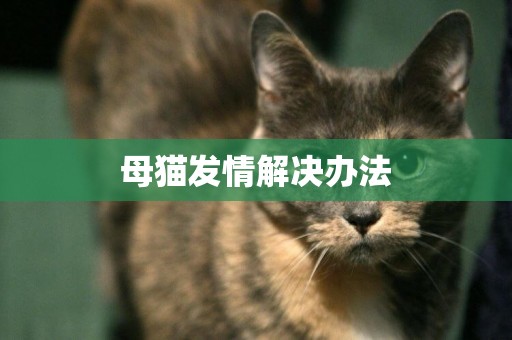母貓發情解決辦法