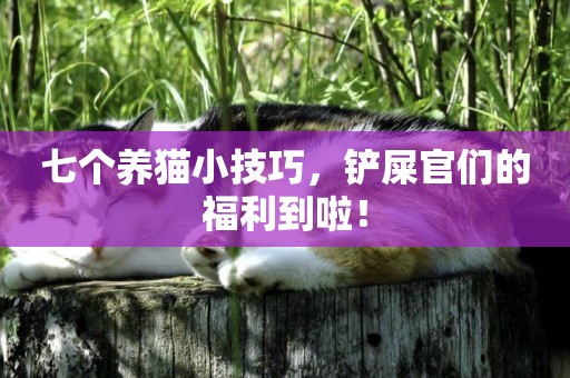 七個養貓小技巧，鏟屎官們的福利到啦！