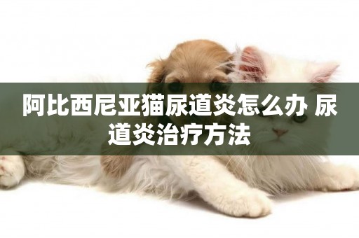 阿比西尼亞貓尿道炎怎么辦 尿道炎治療方法
