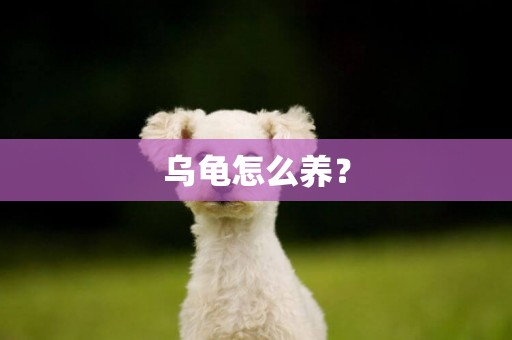 烏龜怎么養？