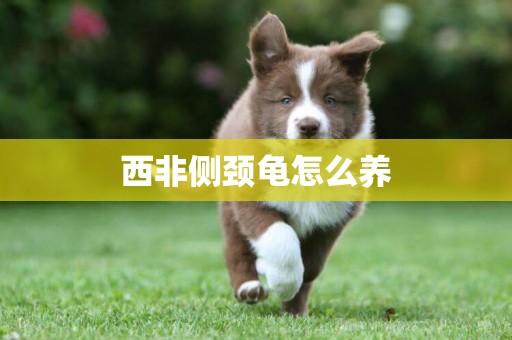 西非側頸龜怎么養