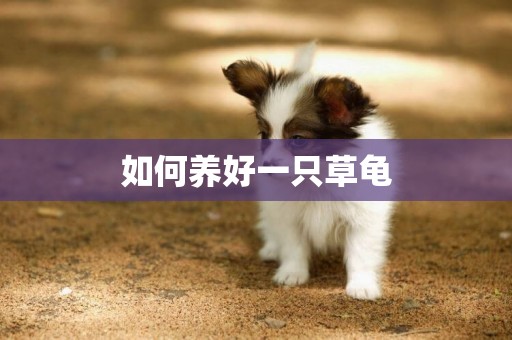如何養好一只草龜