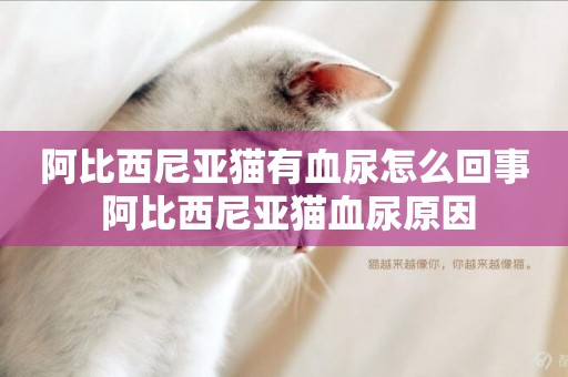 阿比西尼亞貓有血尿怎么回事 阿比西尼亞貓血尿原因