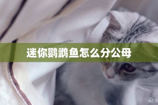 迷你鸚鵡魚怎么分公母