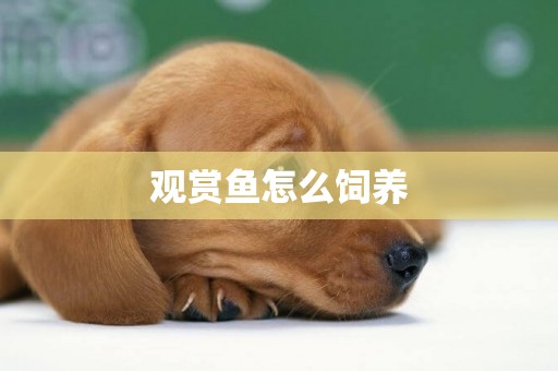 觀賞魚怎么飼養