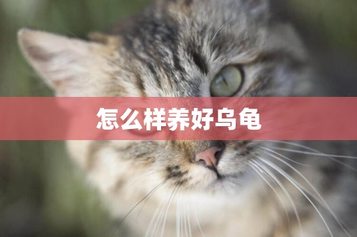 怎么樣養好烏龜
