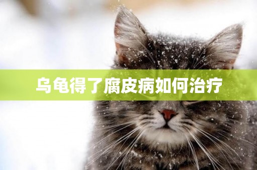 烏龜得了腐皮病如何治療