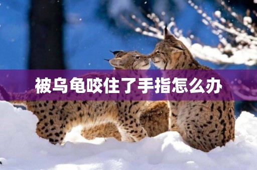 被烏龜咬住了手指怎么辦
