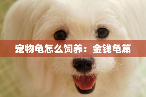 寵物龜怎么飼養：金錢龜篇