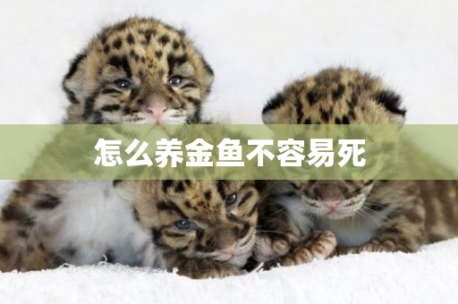 怎么養金魚不容易死