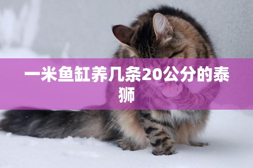 一米魚缸養幾條20公分的泰獅