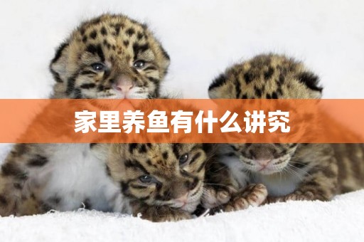 家里養魚有什么講究