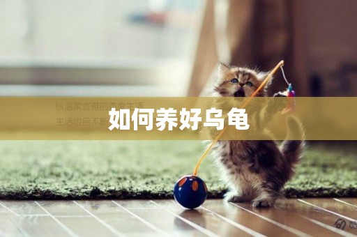如何養好烏龜