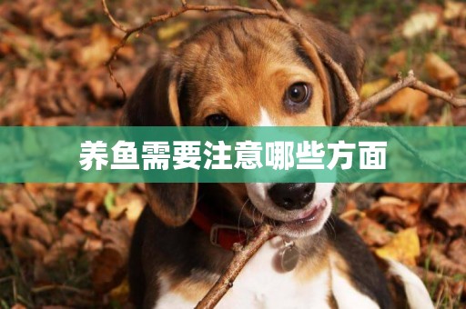 養魚需要注意哪些方面