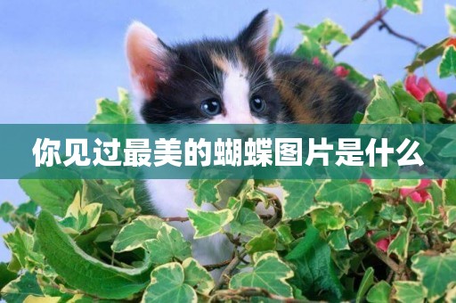你見過最美的蝴蝶圖片是什么
