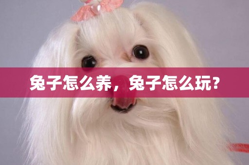 兔子怎么養，兔子怎么玩？