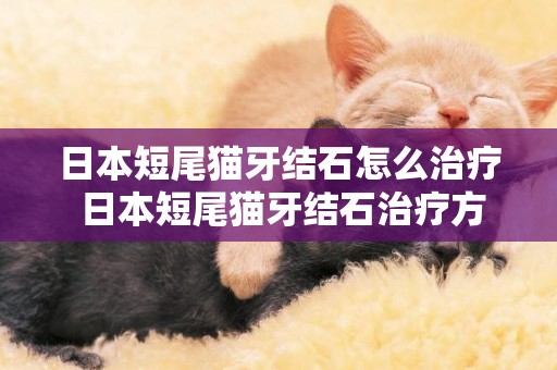 日本短尾貓牙結石怎么治療 日本短尾貓牙結石治療方法
