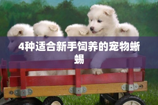4種適合新手飼養的寵物蜥蜴