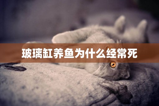 玻璃缸養魚為什么經常死