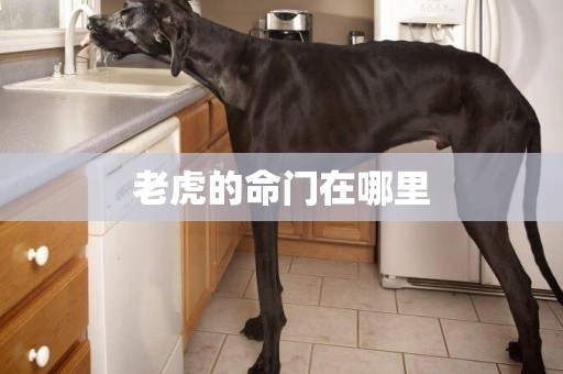 老虎的命門在哪里